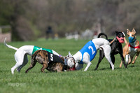 MCH78123  Seavey, Sprout, Mandy, Ruffian, Ocho