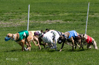 MCH78166  Kixx, Ruffian, Mandy, Seavey, Vander, Nigel