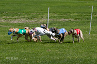 MCH78167  Kixx, Ruffian, Mandy, Seavey, Vander, Nigel