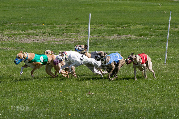 MCH78167  Kixx, Ruffian, Mandy, Seavey, Vander, Nigel