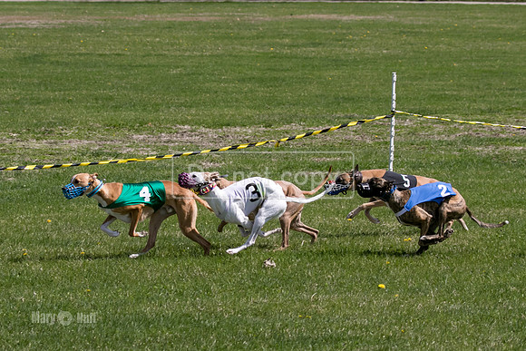 MCH78170  Kixx, Ruffian, Mandy, Seavey, Vander, Nigel