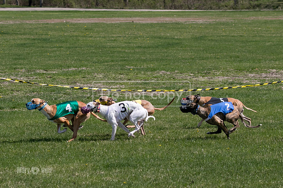 MCH78172  Kixx, Ruffian, Mandy, Seavey, Vander, Nigel