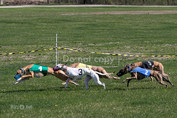 MCH78173  Kixx, Ruffian, Mandy, Seavey, Vander, Nigel