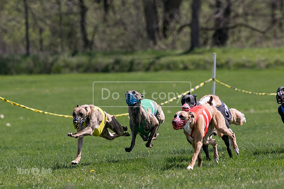 MCH78203  Torrie, Bull, Ocho, Maxx, Rookie, Thunder