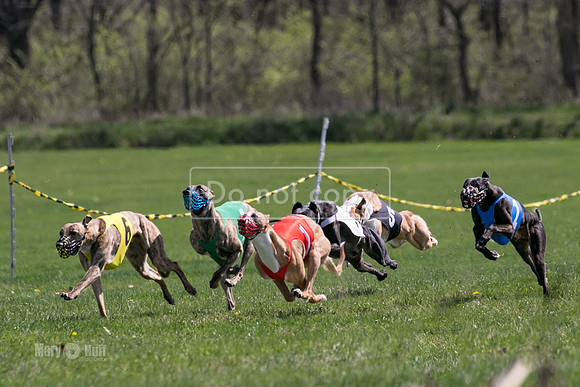 MCH78206  Torrie, Bull, Ocho, Maxx, Rookie, Thunder