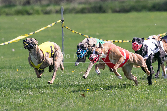 MCH78207  Torrie, Bull, Ocho, Maxx, Rookie, Thunder