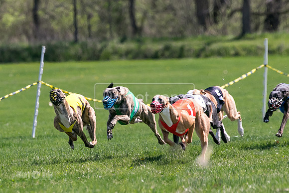 MCH78204  Torrie, Bull, Ocho, Maxx, Rookie, Thunder