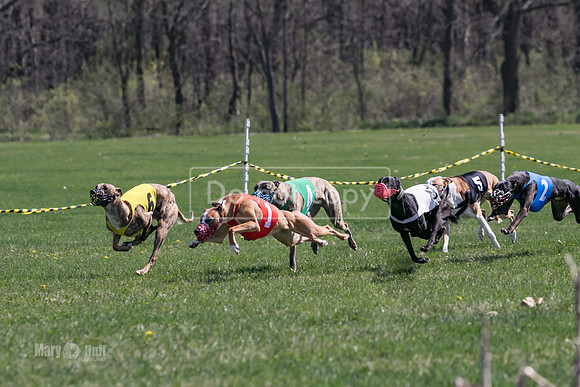 MCH78208  Torrie, Bull, Ocho, Maxx, Rookie, Thunder