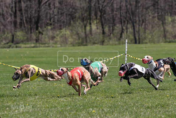 MCH78209  Torrie, Bull, Ocho, Maxx, Rookie, Thunder