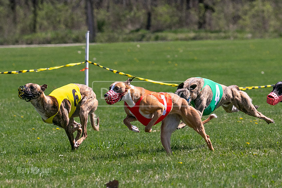 MCH78210  Torrie, Bull, Ocho, Maxx, Rookie, Thunder