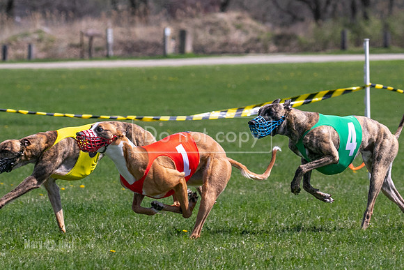 MCH78213  Torrie, Bull, Ocho, Maxx, Rookie, Thunder