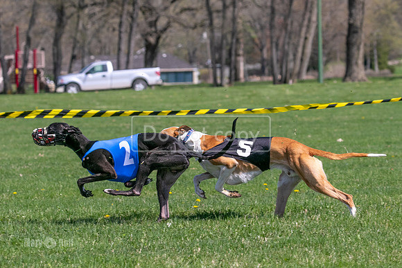 MCH78225  Torrie, Bull, Ocho, Maxx, Rookie, Thunder
