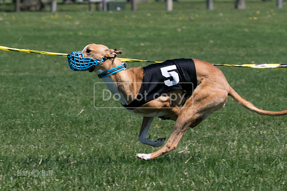MCH78261   Vander, Rookie, Rose Tyler, Seavey, Bull