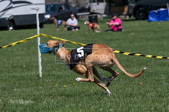 MCH78265   Vander, Rookie, Rose Tyler, Seavey, Bull