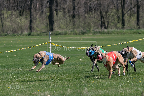 MCH78266  Torrie, Thunder, Gronk, Maxx, Ocho, Rizzo