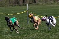 MCH78307  Kixx, Savvy-G, Ruffian, Mandy, Jagger