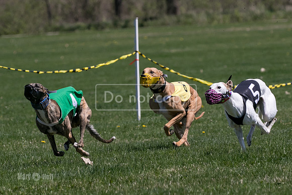 MCH78307  Kixx, Savvy-G, Ruffian, Mandy, Jagger