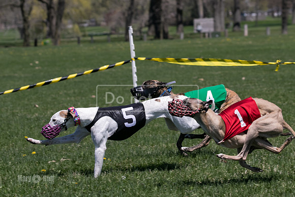 MCH78316  Kixx, Savvy-G, Ruffian, Mandy, Jagger