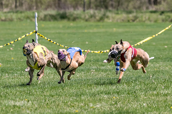 MCH78348  Gronk, Rose Tyler, Ocho, Torrie, Maxx, Thunder
