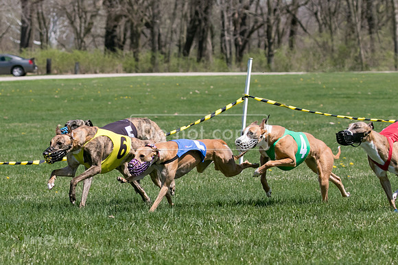 MCH78352  Gronk, Rose Tyler, Ocho, Torrie, Maxx, Thunder