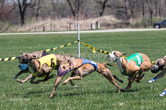 MCH78354  Gronk, Rose Tyler, Ocho, Torrie, Maxx, Thunder