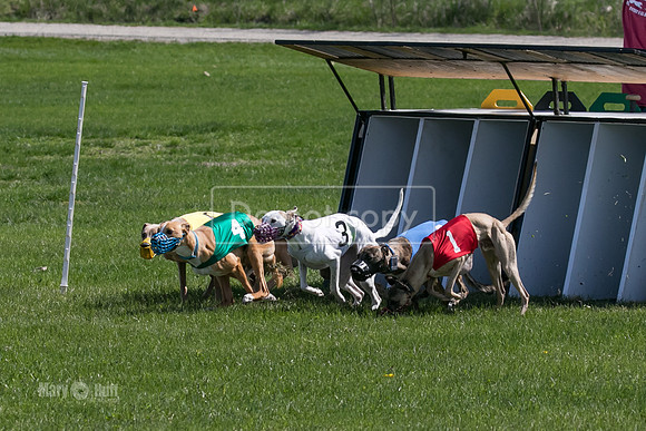 MCH78162  Kixx, Ruffian, Mandy, Seavey, Vander, Nigel