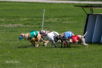 MCH78164  Kixx, Ruffian, Mandy, Seavey, Vander, Nigel