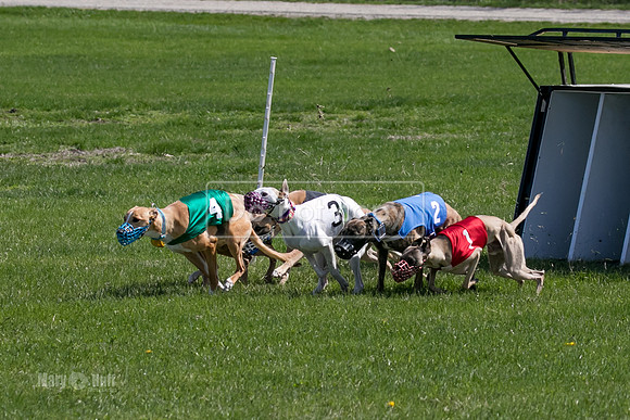 MCH78164  Kixx, Ruffian, Mandy, Seavey, Vander, Nigel