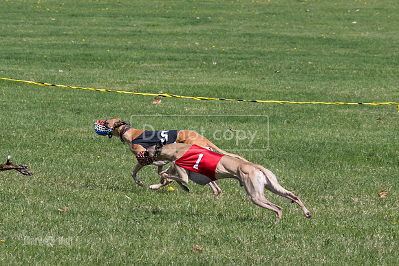 MCH78184  Kixx, Ruffian, Mandy, Seavey, Vander, Nigel