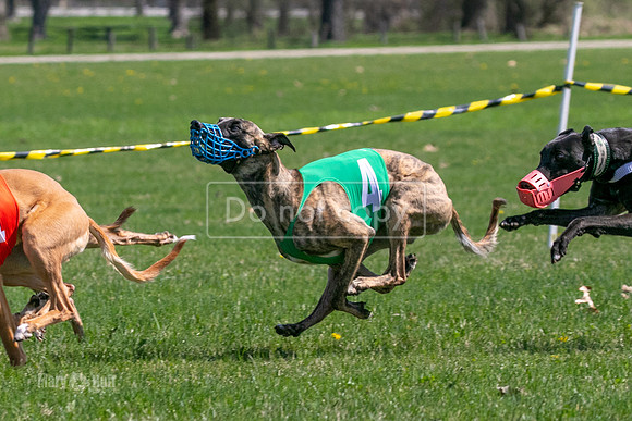 MCH78215   Torrie, Bull, Ocho, Maxx, Rookie, Thunder
