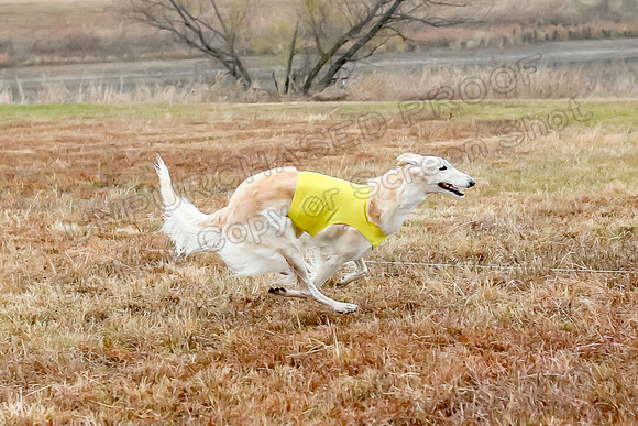 Prelims Open 1, Flossie-9383