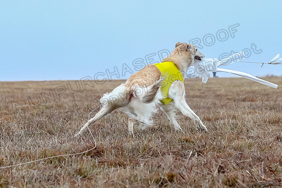 Prelims Open 1, Flossie-9464