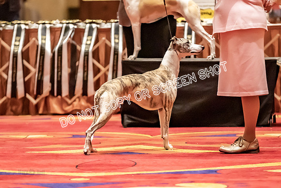 BOB Group B Dogs-4746