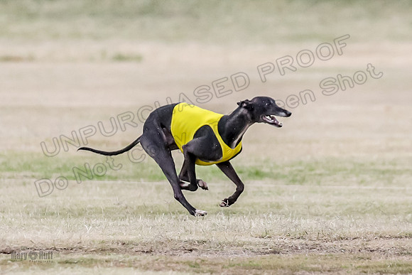 1Prelim Open 2 Shine Maverick Steel-2990