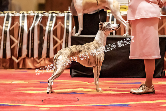 BOB Group B Dogs-4745