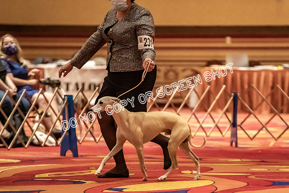 BOB Group B Dogs-4736