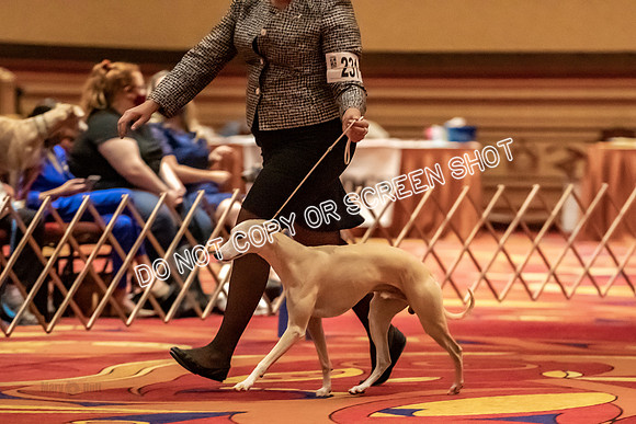 BOB Group B Dogs-4737