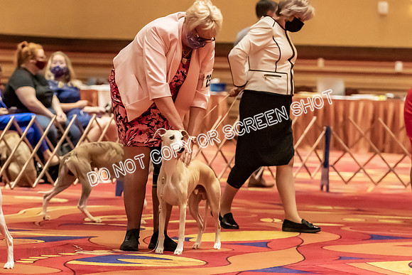BOB Group B Dogs-4721