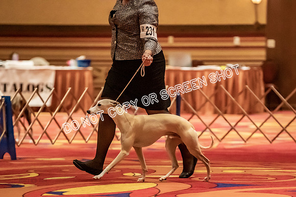 BOB Group B Dogs-4735