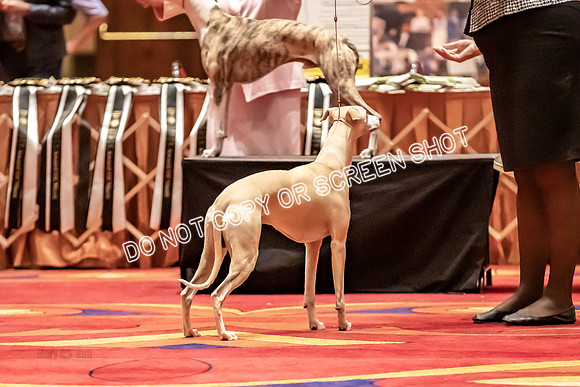 BOB Group B Dogs-4730