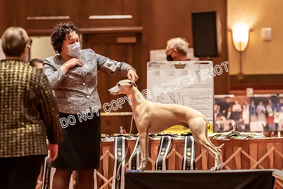 BOB Group B Dogs-4724