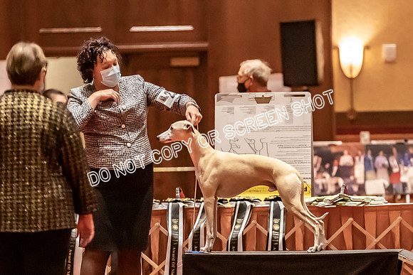 BOB Group B Dogs-4725