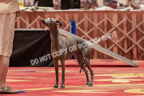 BOB Group C Dogs-4995