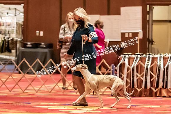 BOB Group C Dogs-5042
