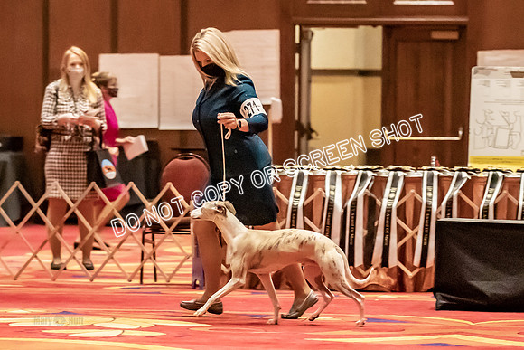 BOB Group C Dogs-5041