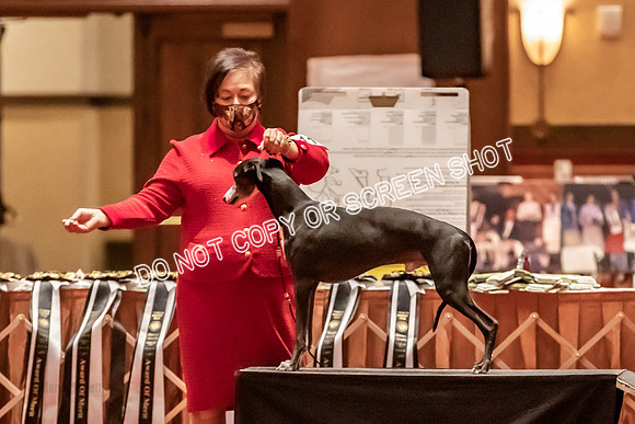 BOB Group C Dogs-4969