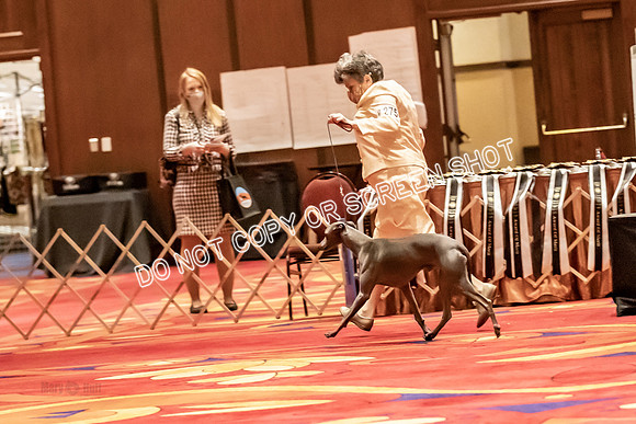 BOB Group C Dogs-5054