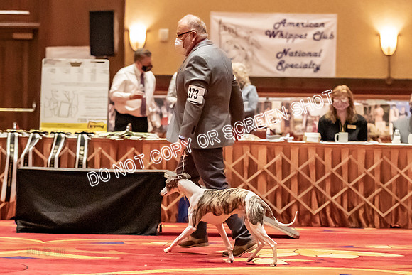 BOB Group C Dogs-5043