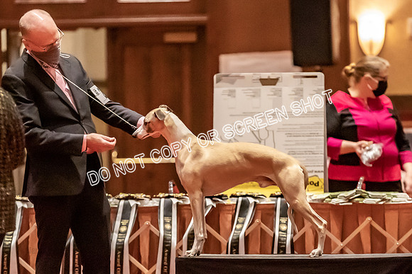 BOB Group C Dogs-4956