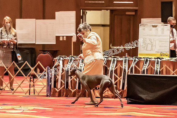 BOB Group C Dogs-5053